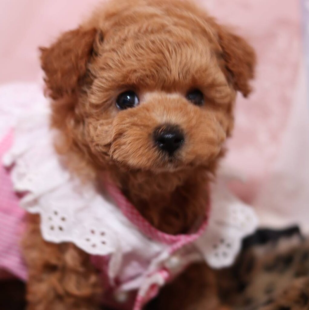 <span class="title">家族が決まった仔犬</span>