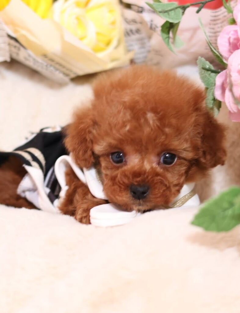 <span class="title">家族が決まった仔犬</span>