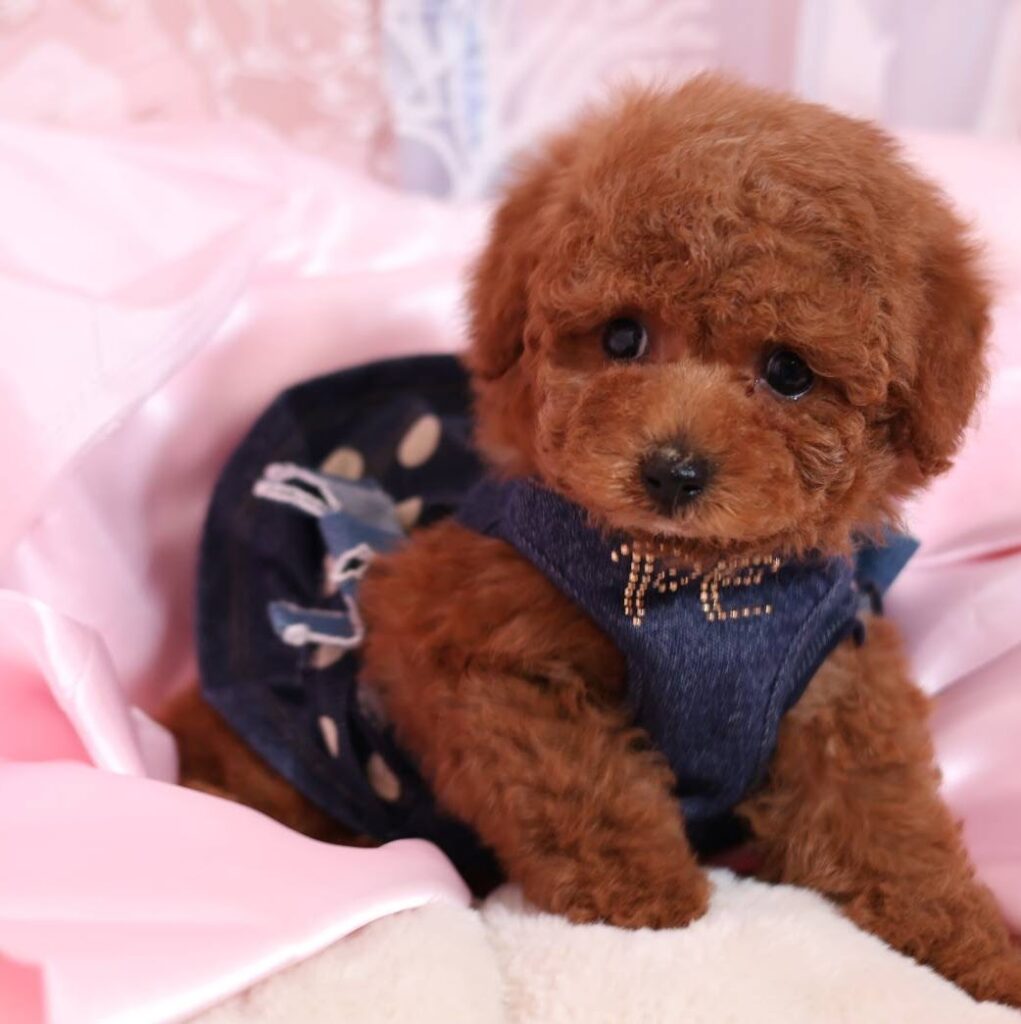 可愛いティーカッププードル見つけられるのはアネラペッツだけ