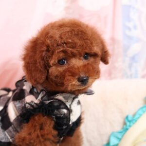 奈良県でティーカッププードルを探すならアネラペッツがよいです