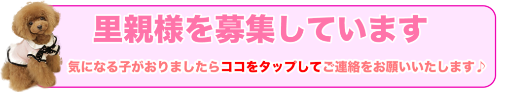 パピープードルアネラペッツ