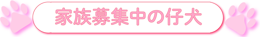 パピープードルアネラペッツ