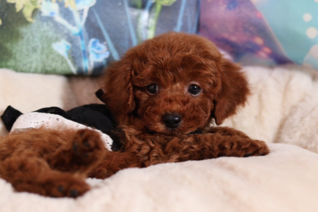 <span class="title">251014トト君</span>