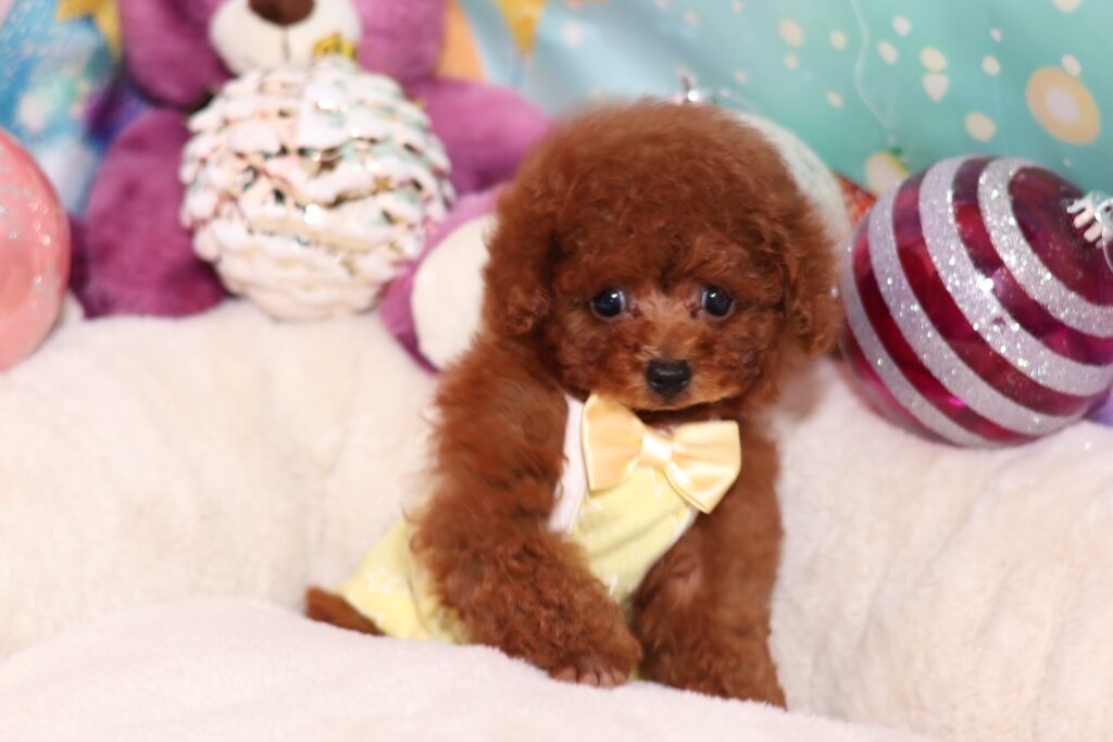 <img src="https://anela-pets.com/wp-content/uploads/2021/02/new.gif" alt="" class="newicon"><span class="title">ぽぽちゃん　女の子</span>