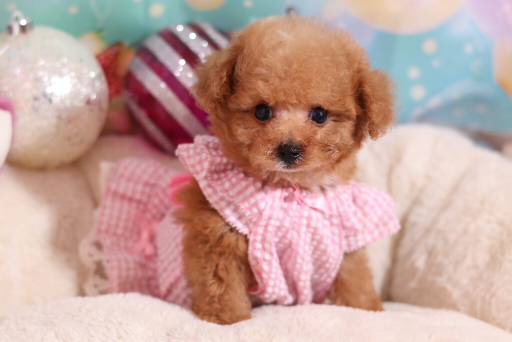 <img src="https://anela-pets.com/wp-content/uploads/2021/02/new.gif" alt="" class="newicon"><span class="title">ピノちゃん　女の子</span>