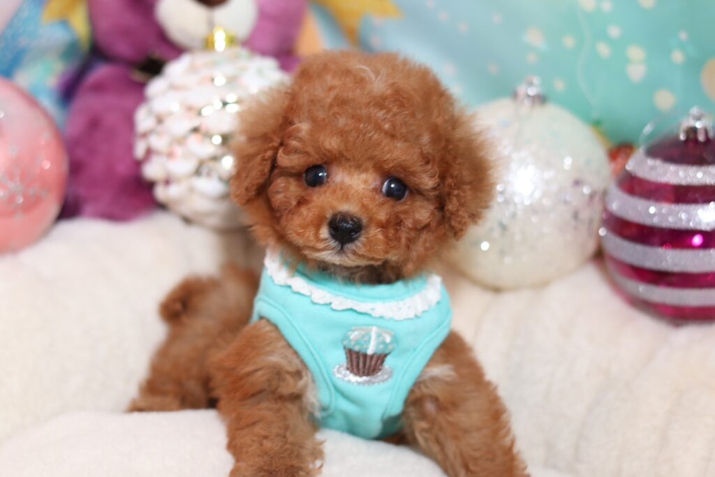 <img src="https://anela-pets.com/wp-content/uploads/2021/02/new.gif" alt="" class="newicon"><span class="title">ととくん　男の子</span>