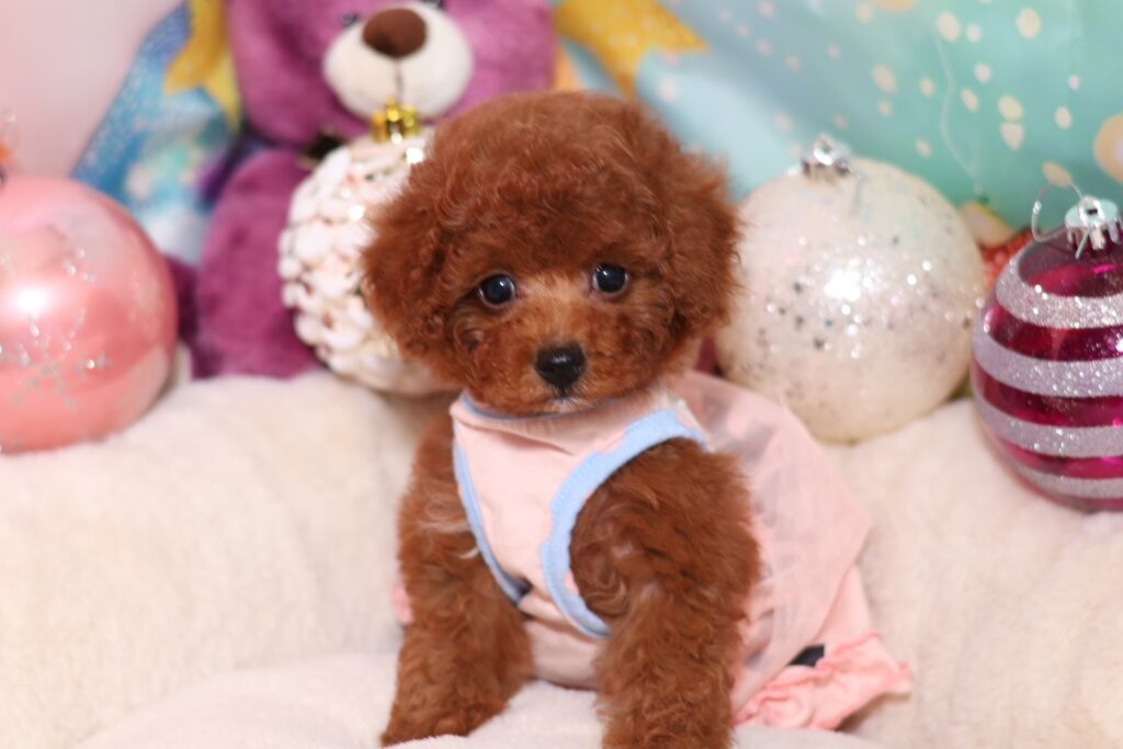 <img src="https://anela-pets.com/wp-content/uploads/2021/02/new.gif" alt="" class="newicon"><span class="title">チロルちゃん　女の子</span>