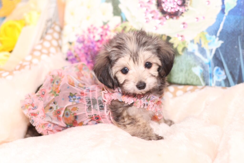 <img src="https://anela-pets.com/wp-content/uploads/2021/02/new.gif" alt="" class="newicon"><span class="title">251006テストちゃん</span>
