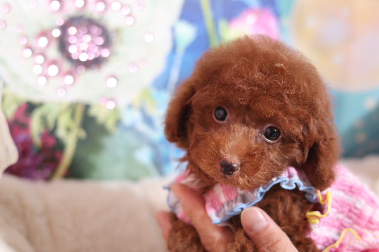 プードルを探すならパピープードルブリーダーのココデルルがおすすめ