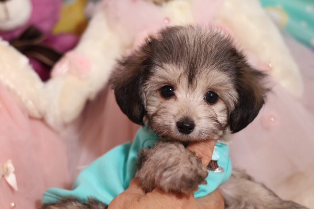 <span class="title">250802マリアちゃん</span>